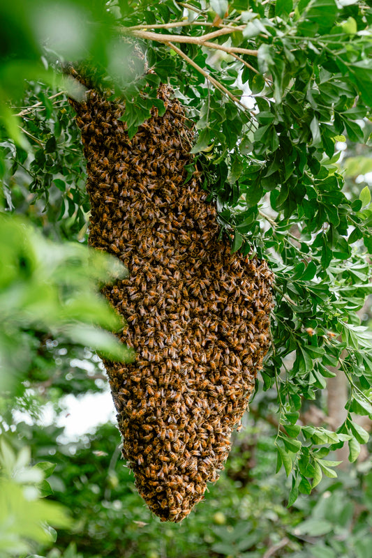 a swarm of bees hanging from a tree