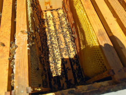 a beehive with lots of bees inside of it