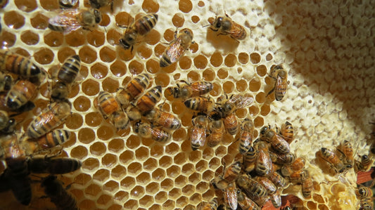 a group of bees on a honeycomb