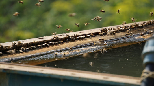 a swarm of bees on the roof of a building