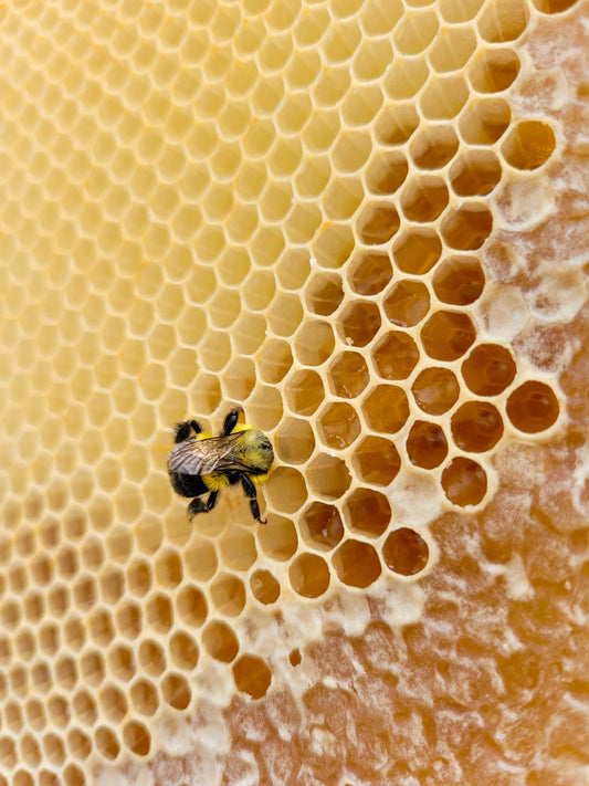 a bee sitting on top of a honeycomb
