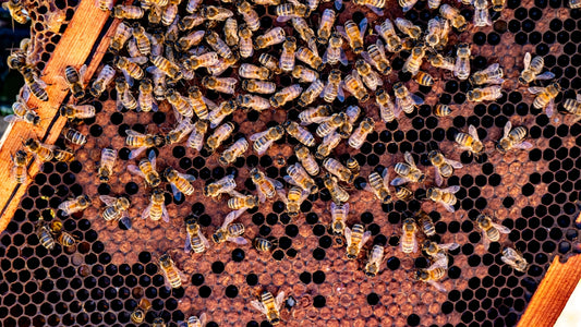 A bunch of bees that are in a beehive