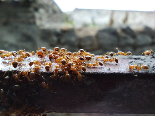 A close up of a group of ants crawling on a piece of metal