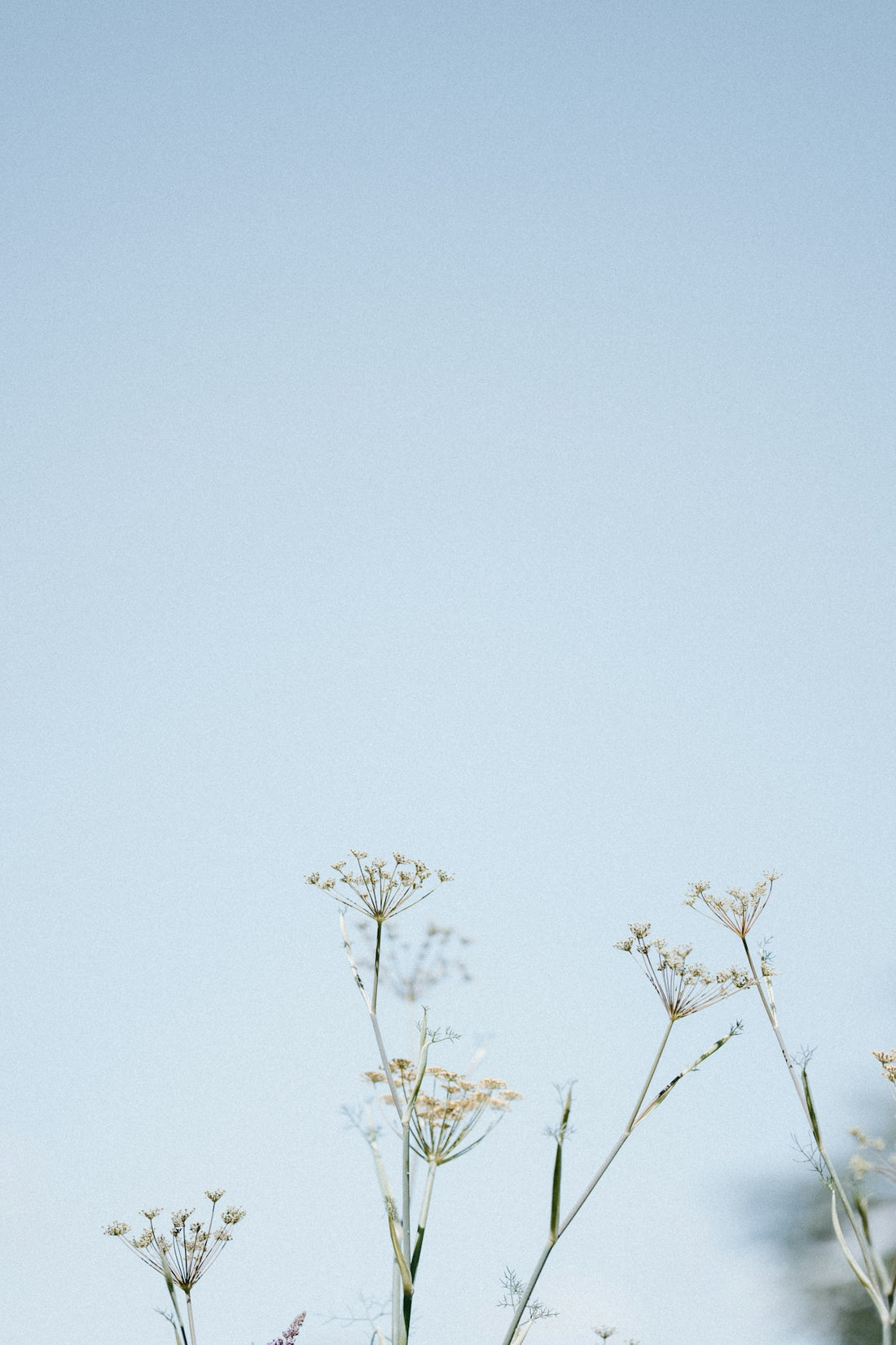 green leaf tree under blue sky during daytime