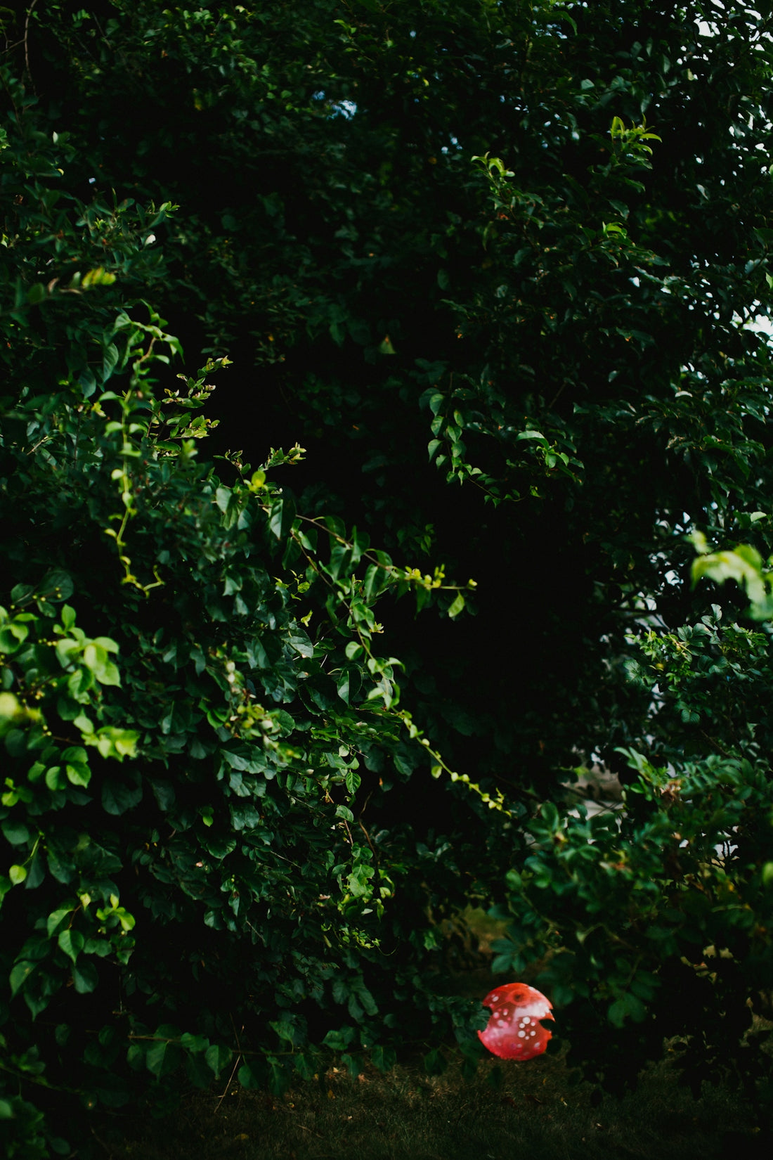 green leaves on the ground