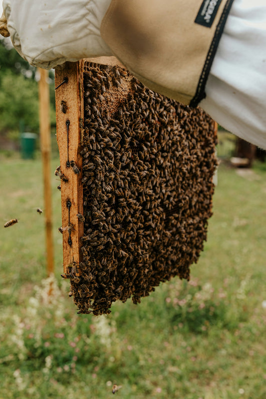 person holding brown and black bee