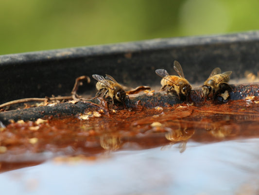 black and yellow bee on brown wooden surface