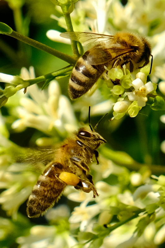 a couple of bees that are on some flowers