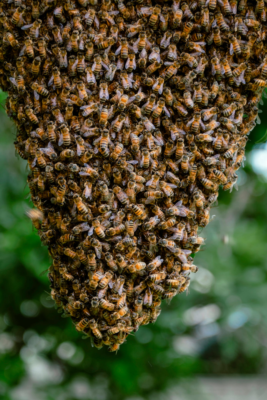 a swarm of bees on a tree branch