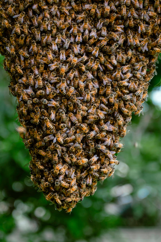a swarm of bees on a tree branch