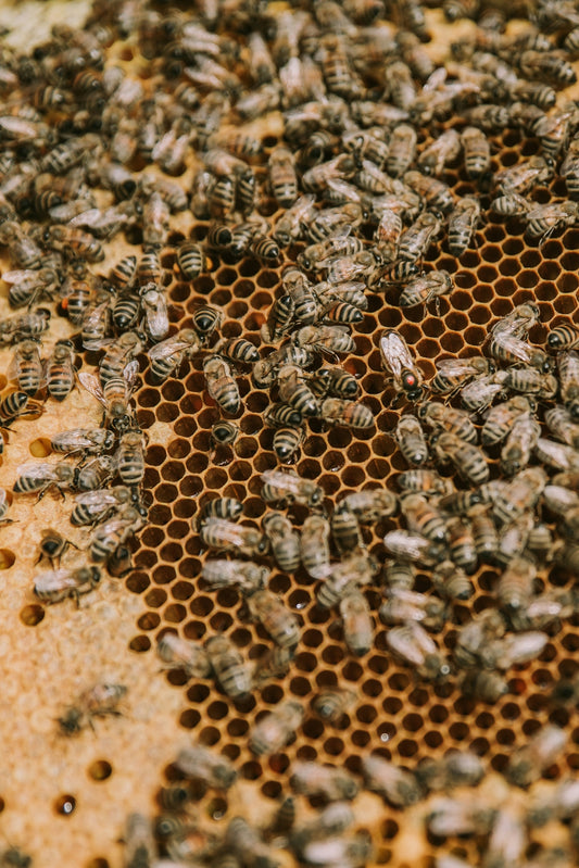 a large group of bees