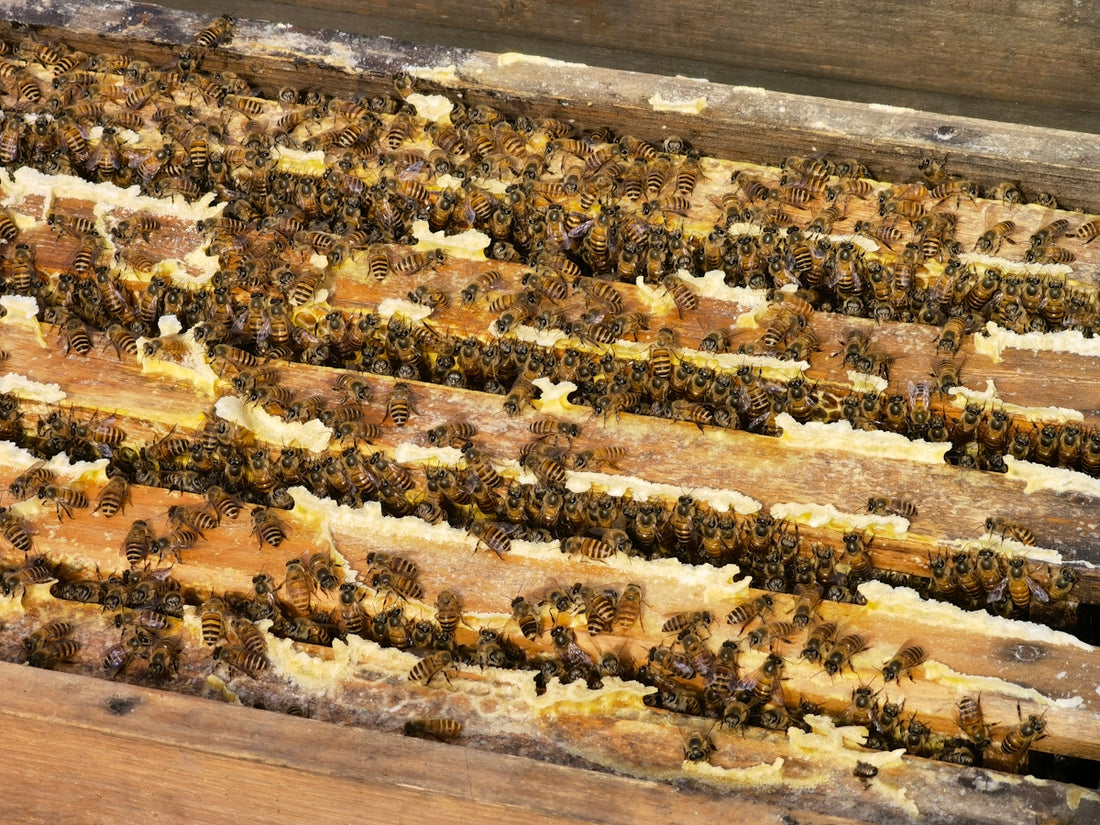 a bunch of bees that are in a beehive