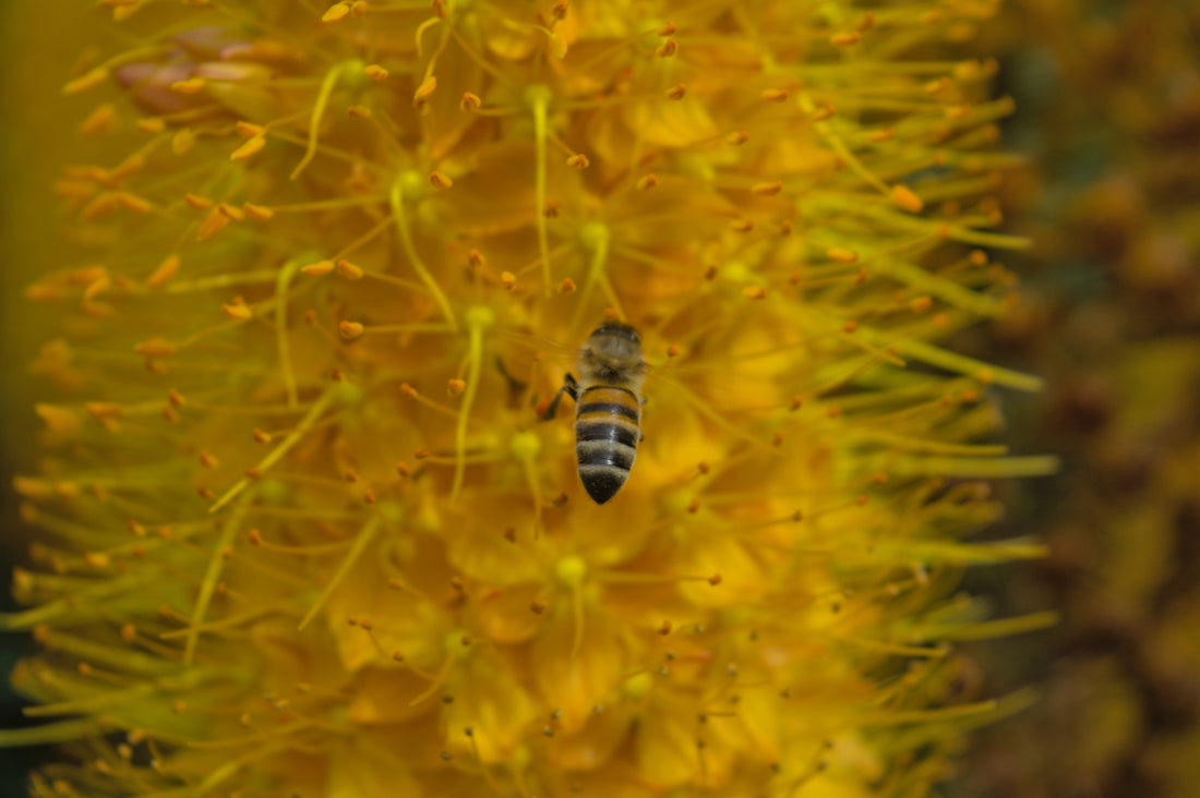 a close up of a bee on a yellow flower