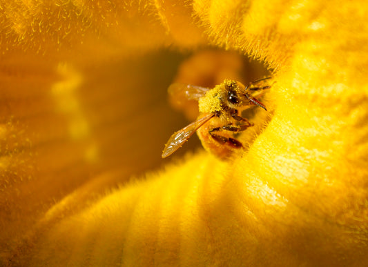 a close up of a bee on a yellow flower