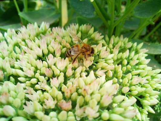 a bee sitting on top of a green flower