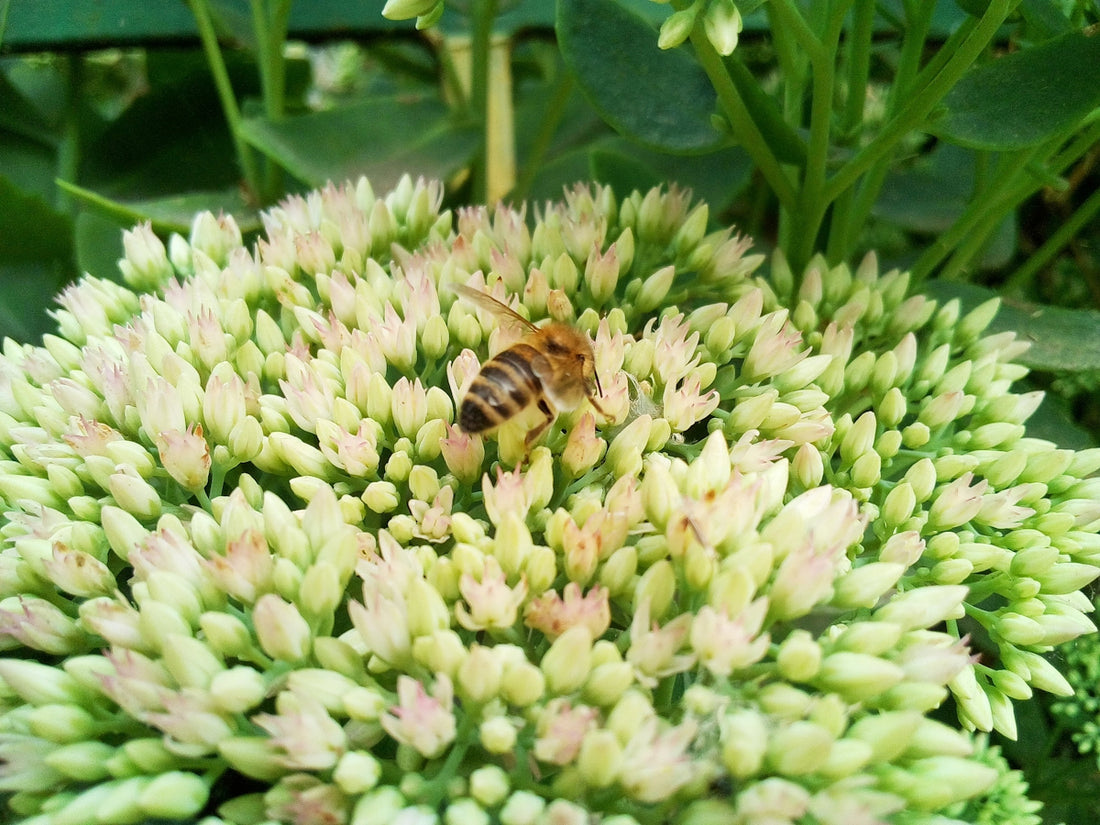 a close up of a flower with a bee on it