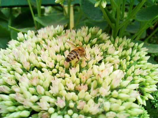 a close up of a flower with a bee on it