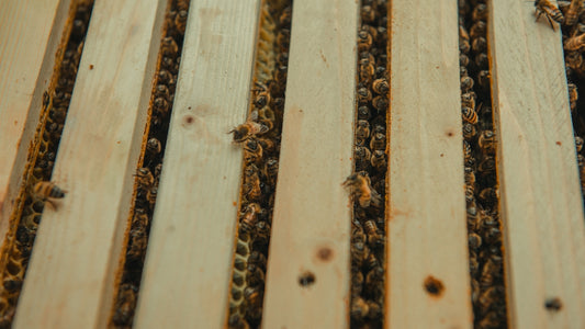 a close up of a beehive with lots of bees