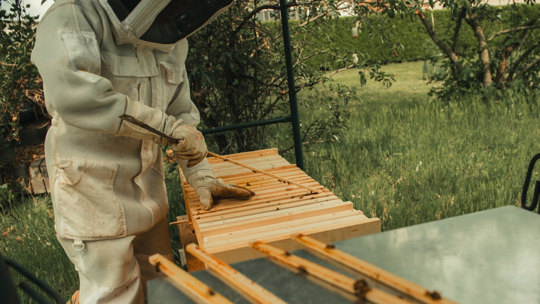 a beekeeper in a bee suit is inspecting a beehive