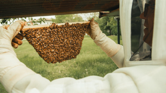 a beekeeper holding a beehive full of bees