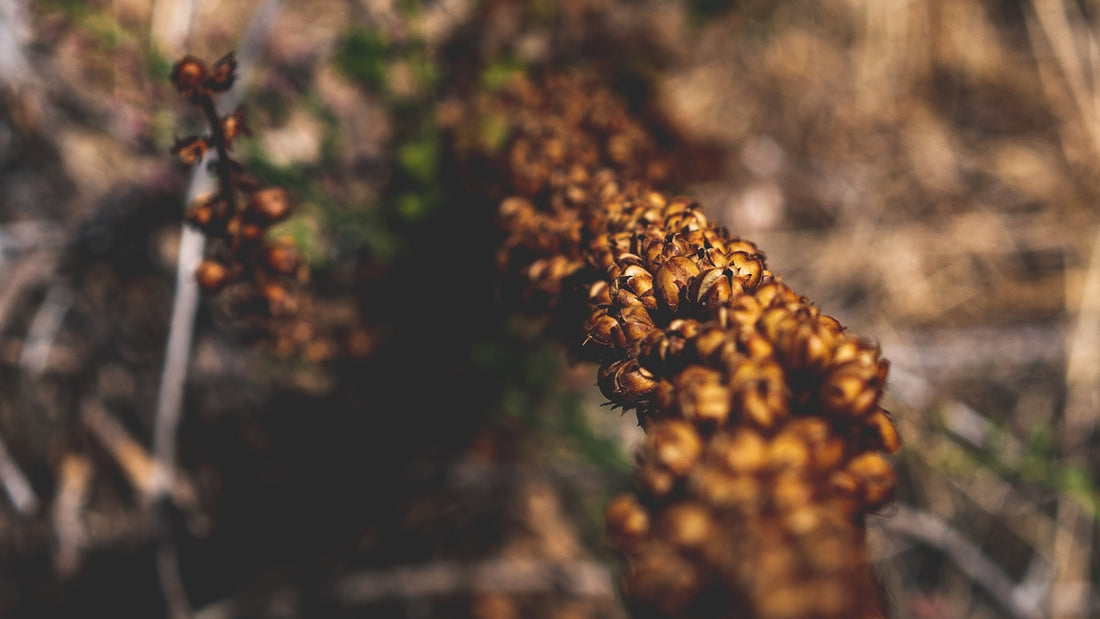 A close up of a plant in a field