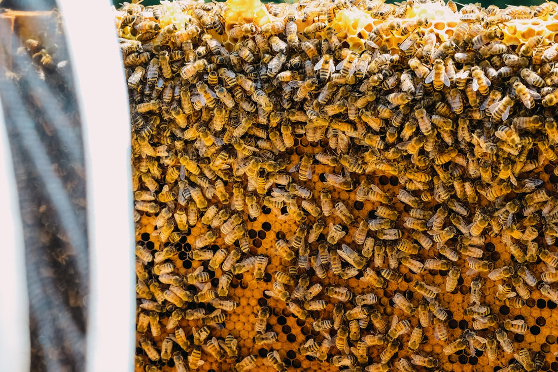 A bunch of bees that are in a beehive