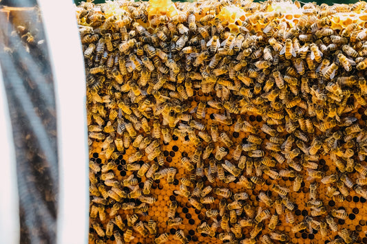 A bunch of bees that are in a beehive