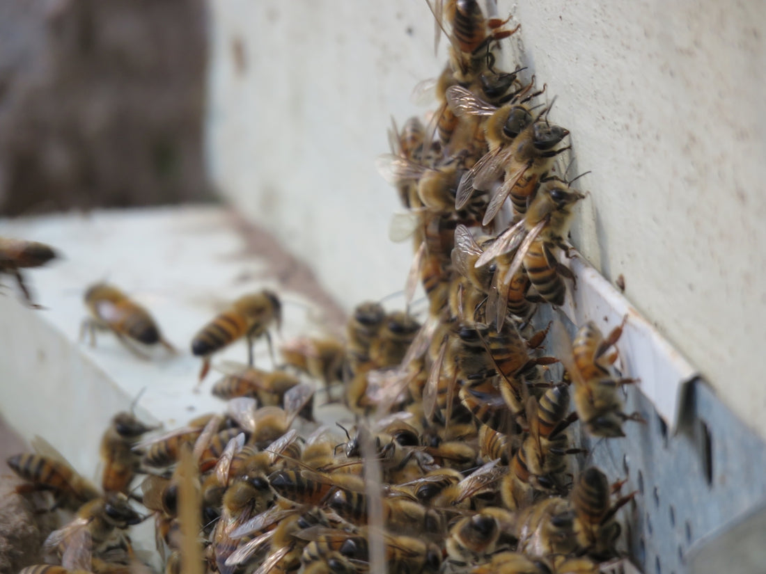 A bunch of bees that are on a wall