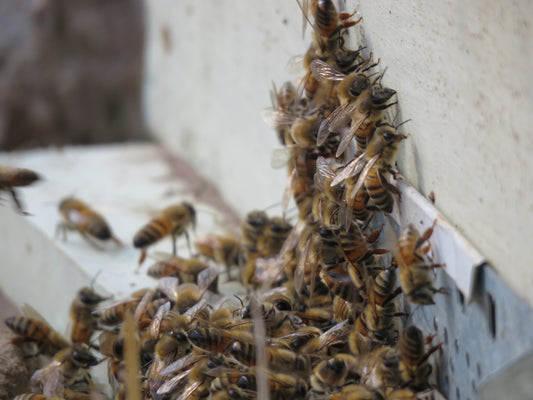 A bunch of bees that are on a wall