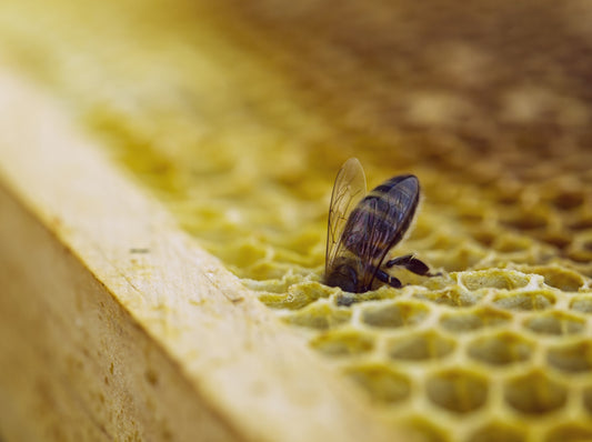 A bee rests upon a honeycomb.