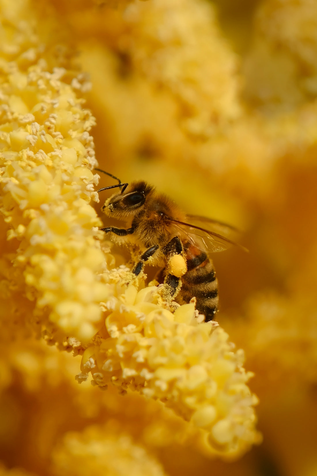 A honeybee pollinates a yellow flower.