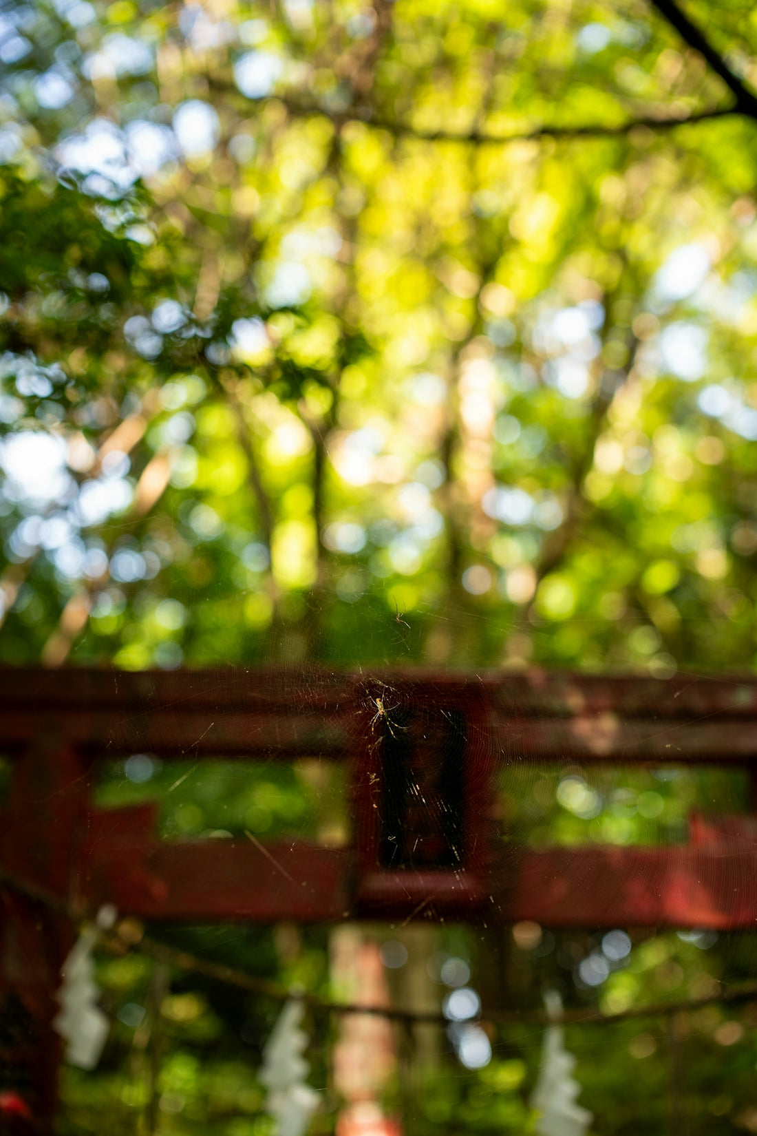 Spiderweb on a red shrine gate with trees