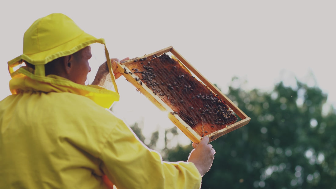 Beekeeper in yellow suit holding honeycomb frame