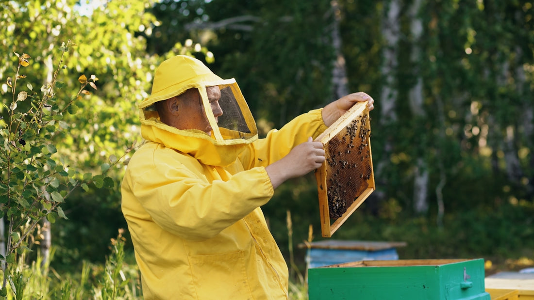 Beekeeper in protective suit examining honeycomb frame
