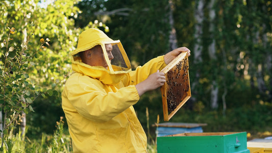 Beekeeper in protective suit examining honeycomb frame