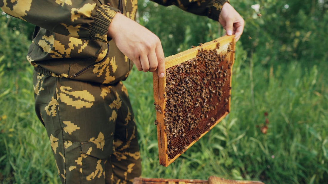 Beekeeper holding a honeycomb frame with bees.