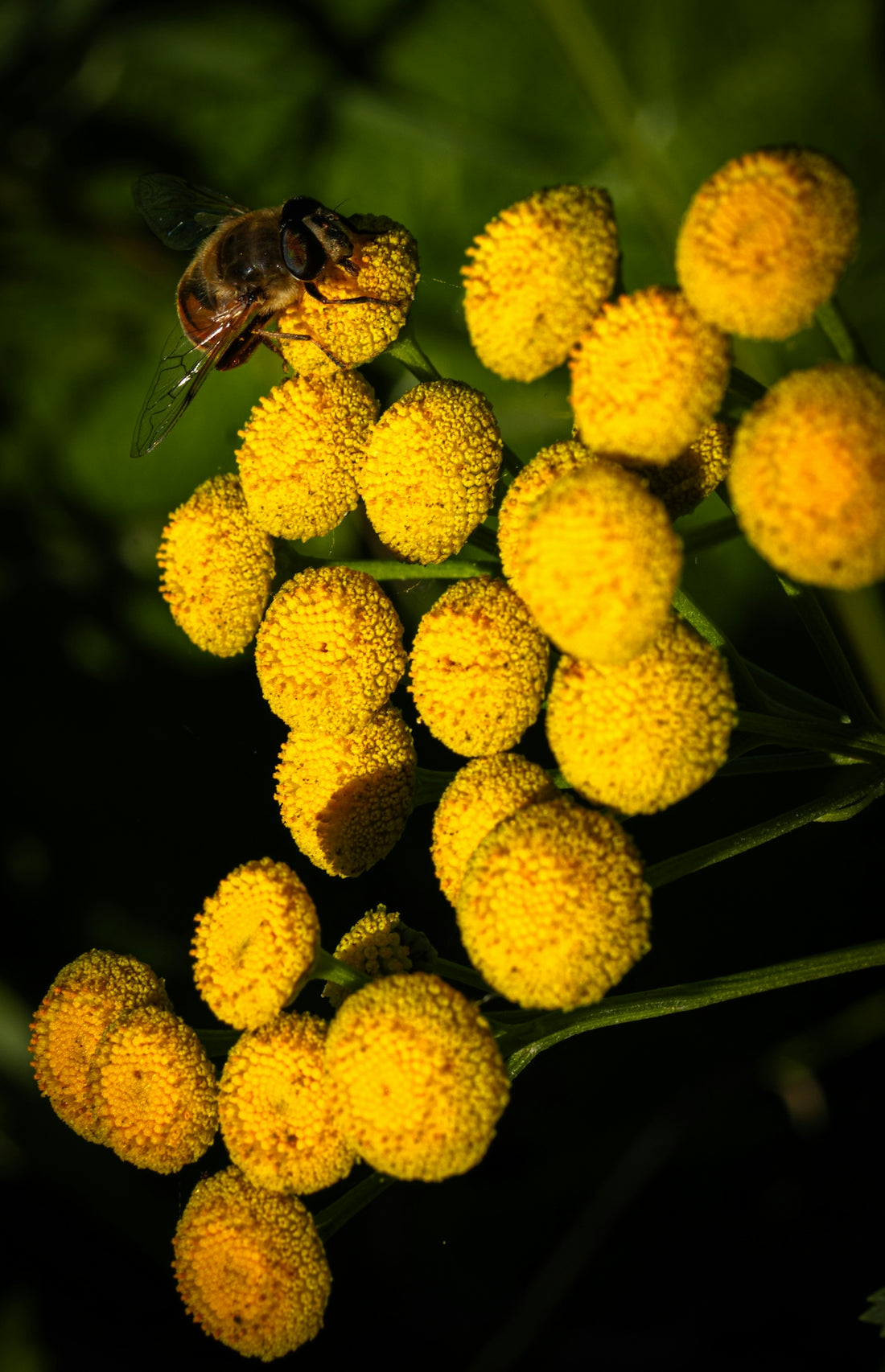A bee rests on a cluster of yellow flowers.