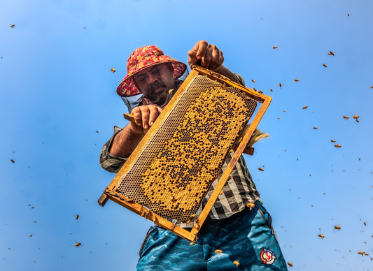 Beekeeper holds honeycomb frame with bees flying