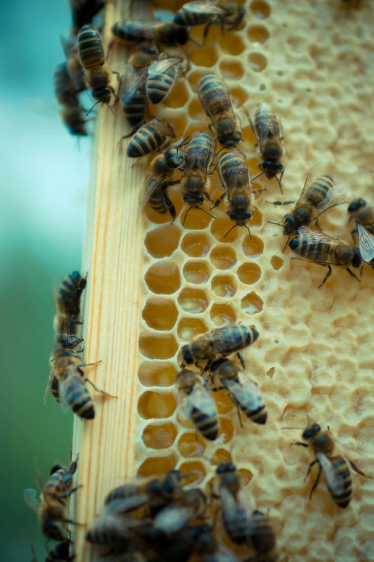 Bees crawling on a honeycomb close-up