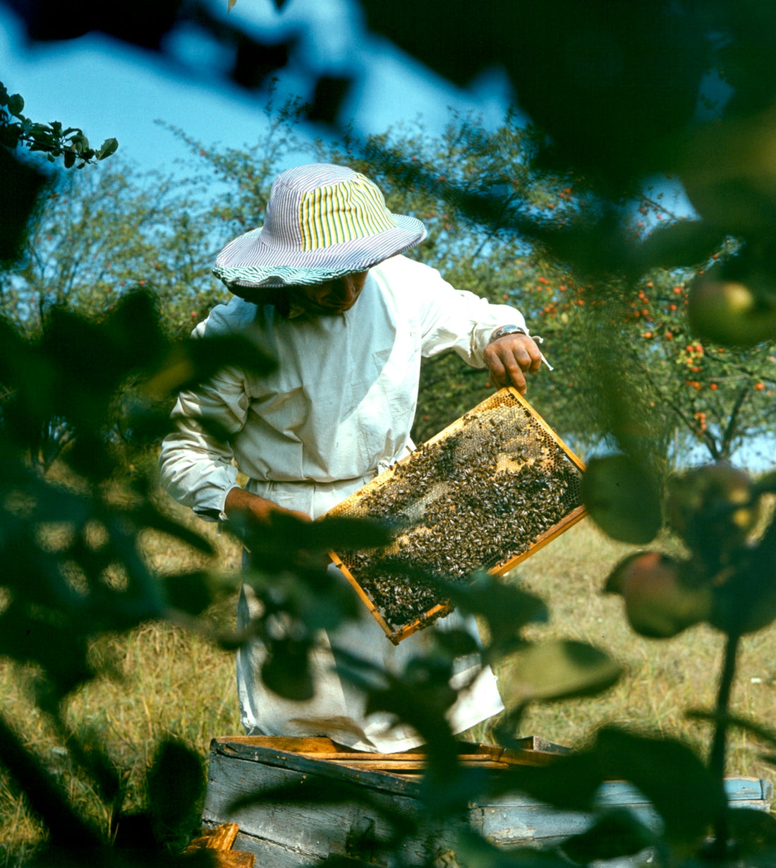 Beekeeper holding a honeycomb frame outside