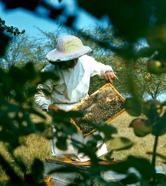 Beekeeper holding a honeycomb frame outside